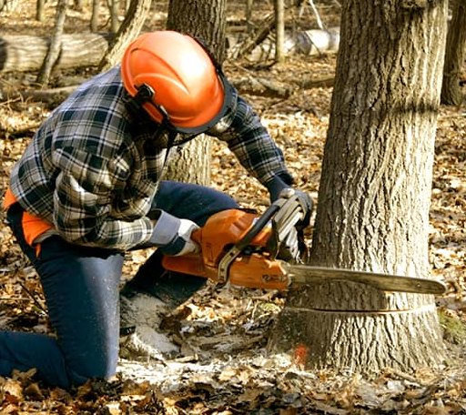 Tree Removal in New Douglas, IL